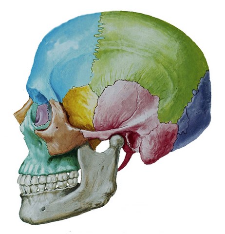 OS DU CRANE Os du crane